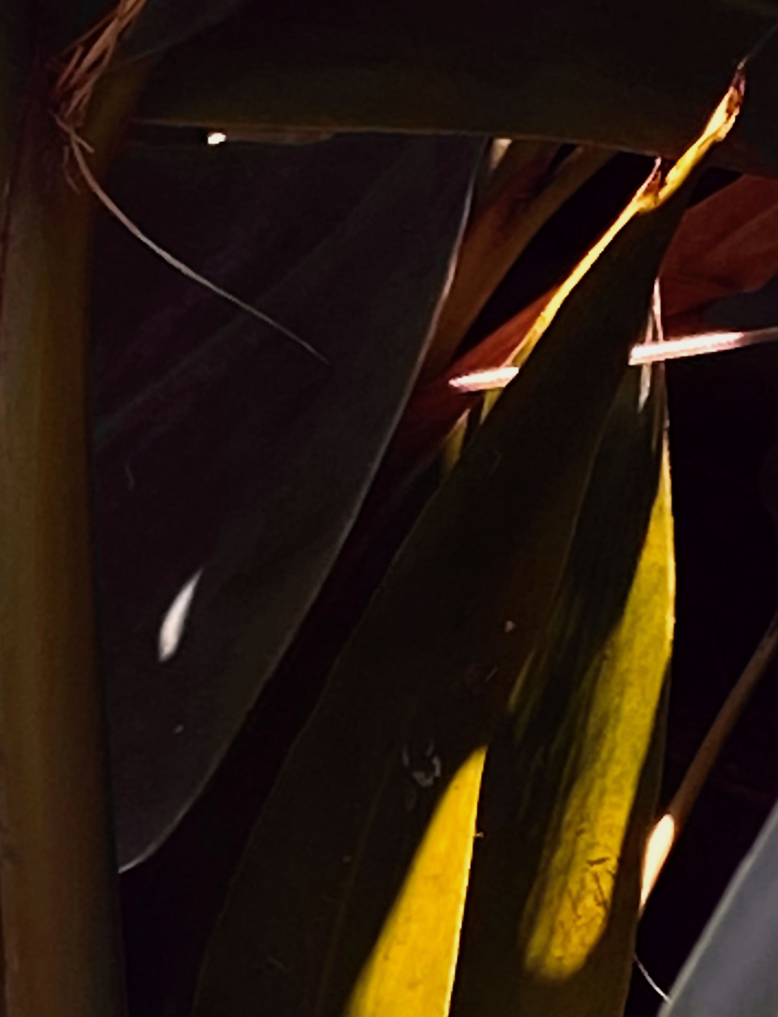 Click here to view Noites da Floresta by Silvana LaCreta Ravena