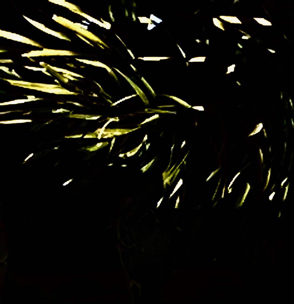 Click here to view Noites da Floresta by Silvana LaCreta Ravena