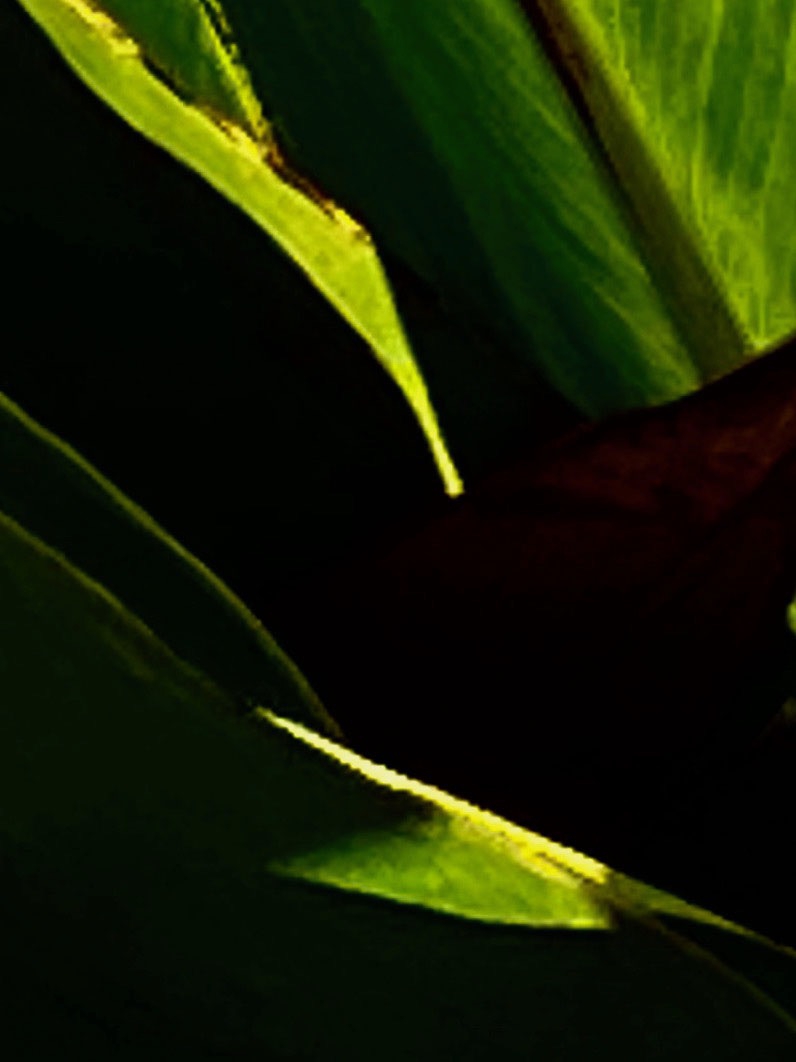 Click here to view Noites da Floresta by Silvana LaCreta Ravena