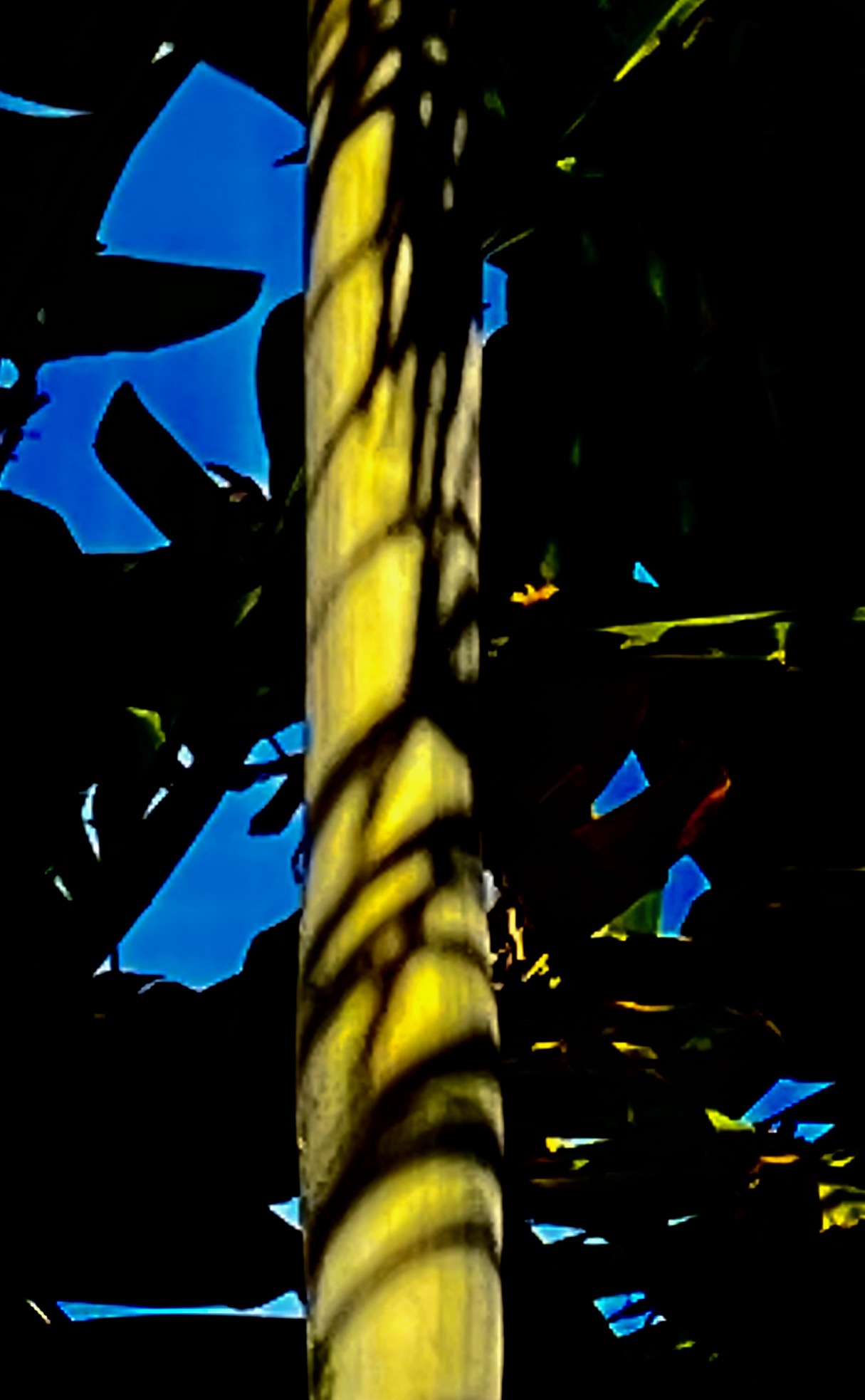 Click here to view Noites da Floresta by Silvana LaCreta Ravena