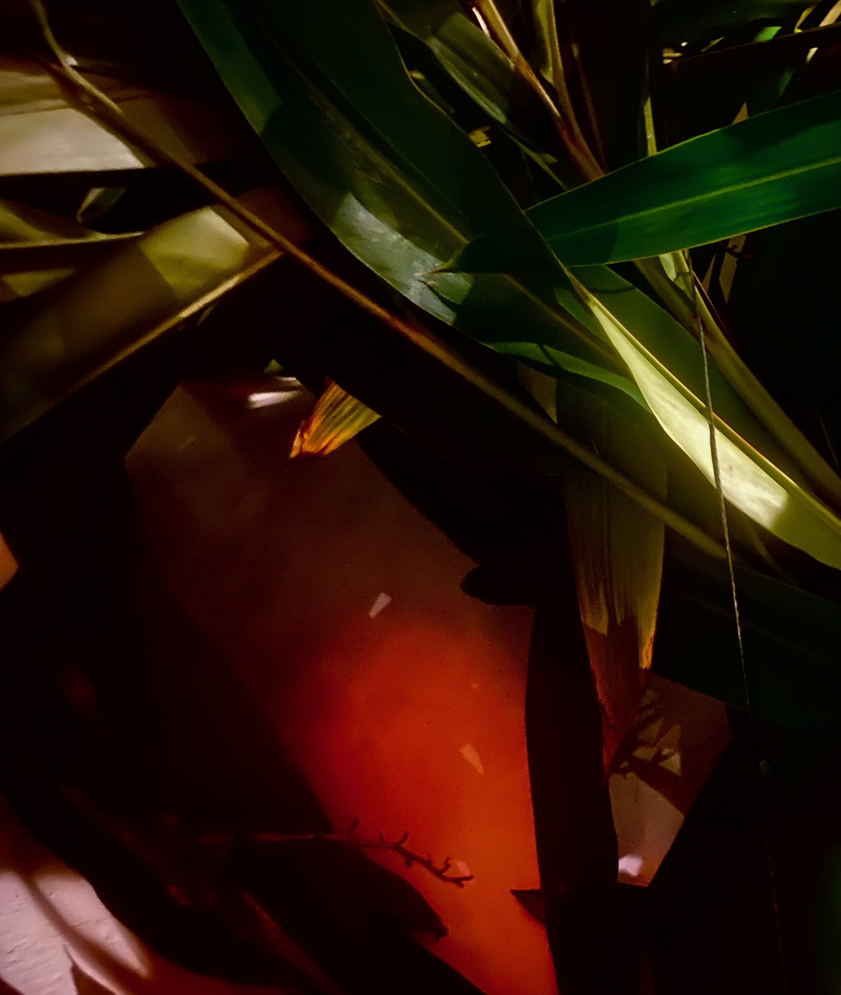 Click here to view Noites da Floresta by Silvana LaCreta Ravena