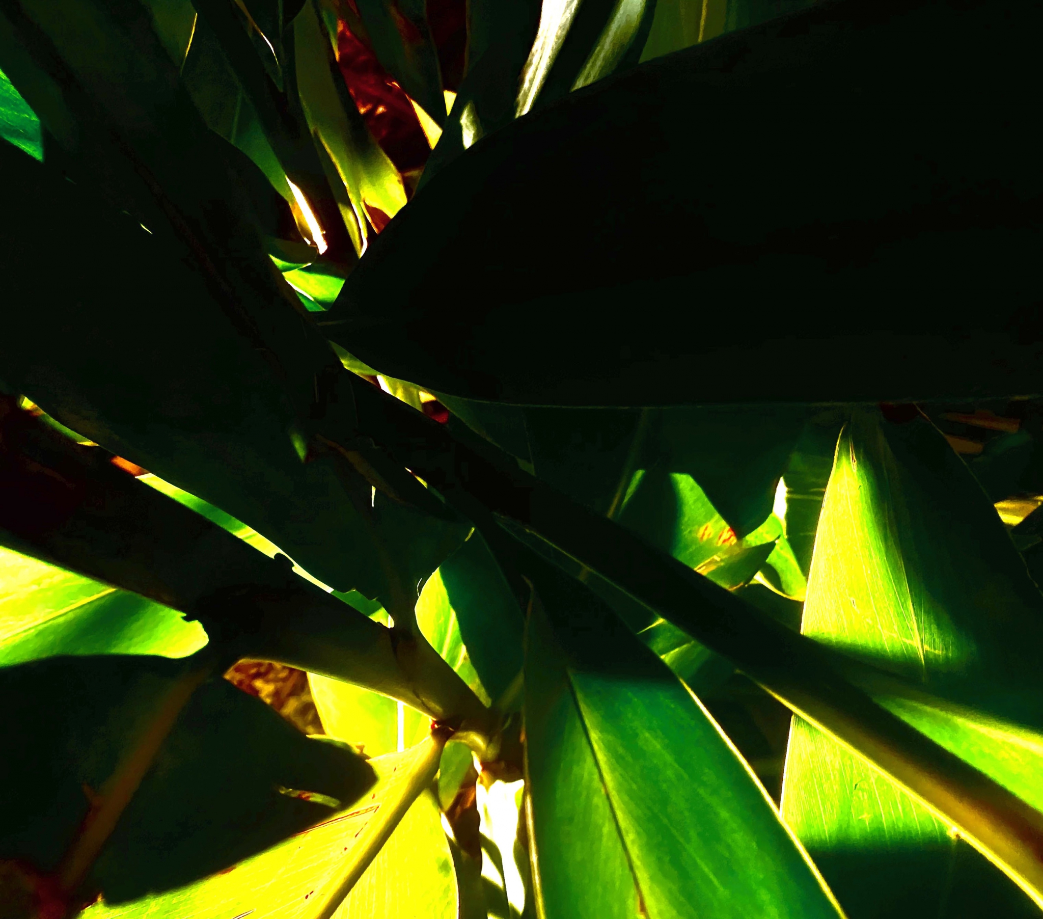 Click here to view Noites da Floresta by Silvana LaCreta Ravena