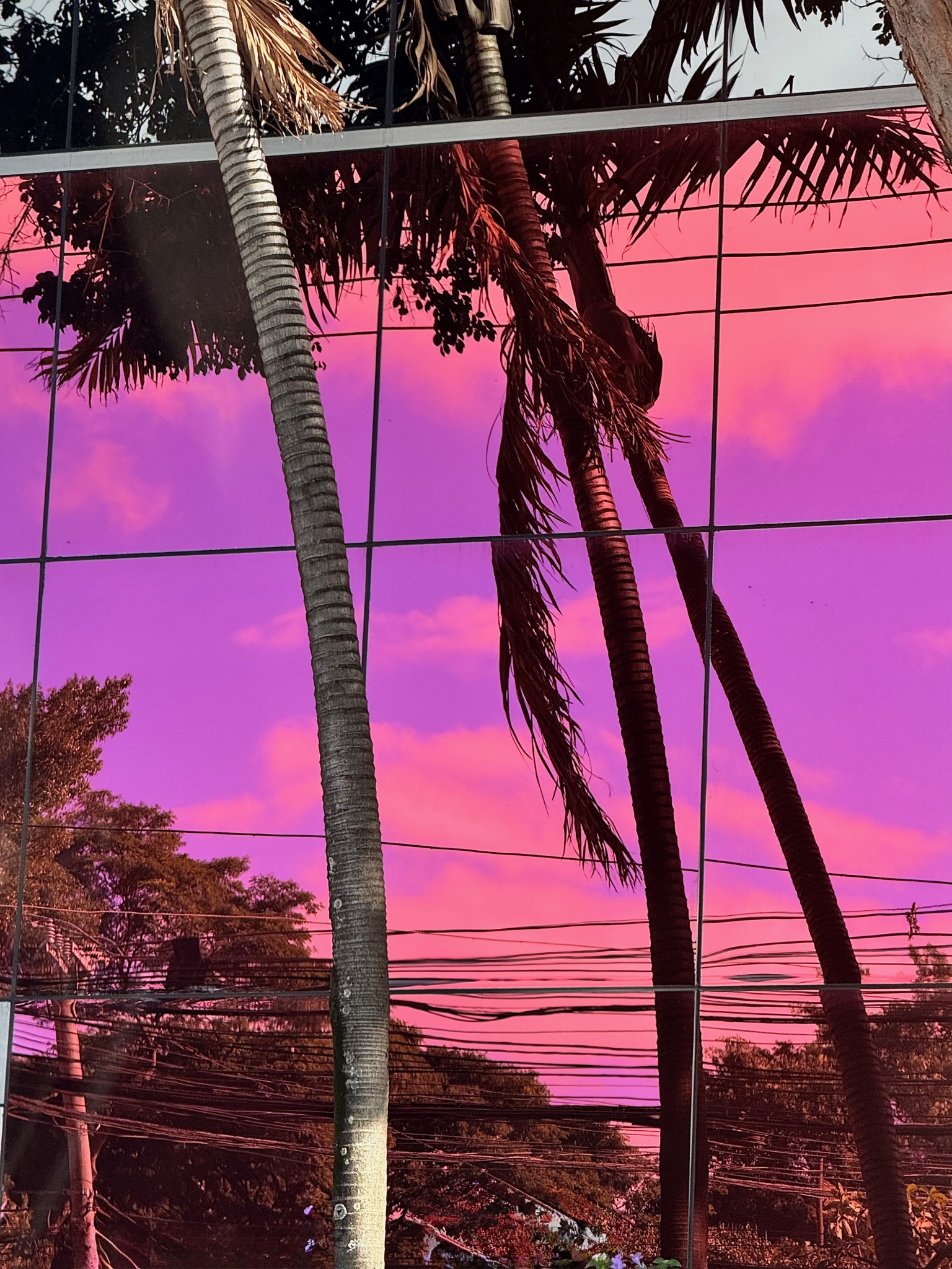 Click here to view Pink Pedroso (De Moraes) by Silvana LaCreta Ravena