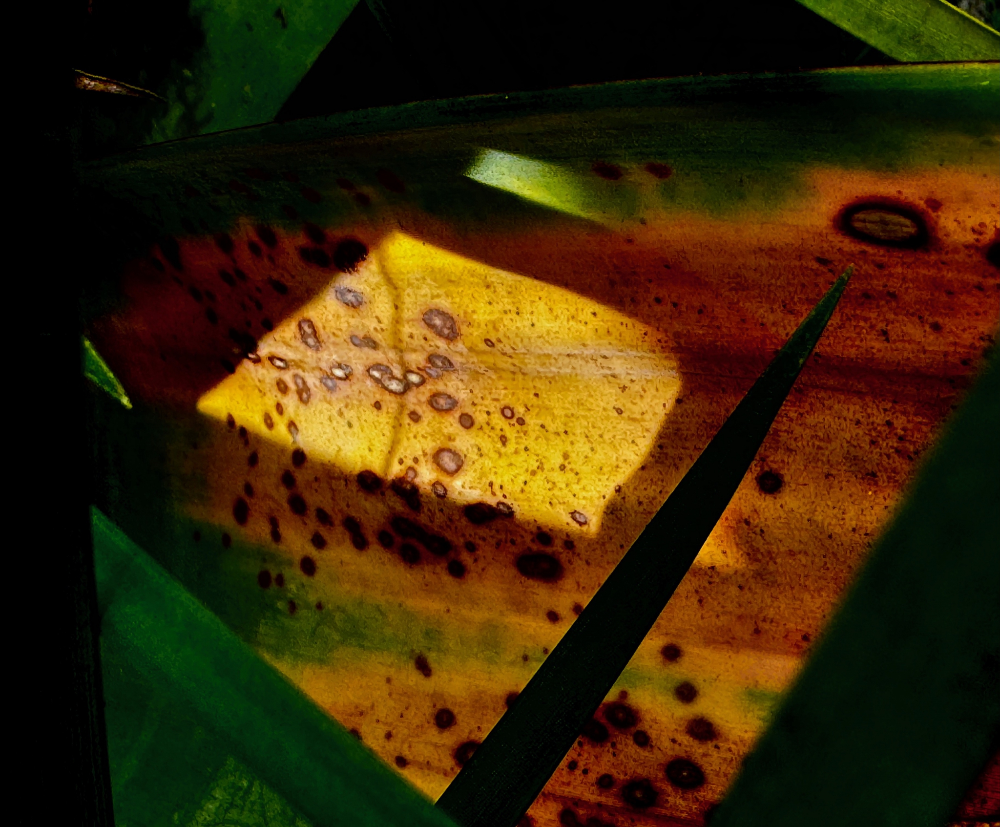 Click here to view Noites da Floresta by Silvana LaCreta Ravena