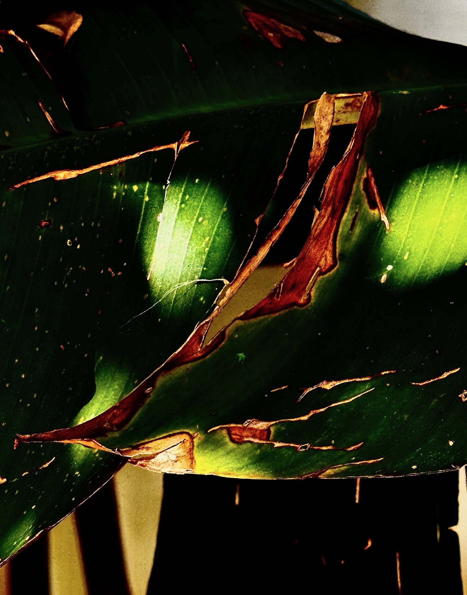 Click here to view  Faces da Floresta by Silvana LaCreta Ravena