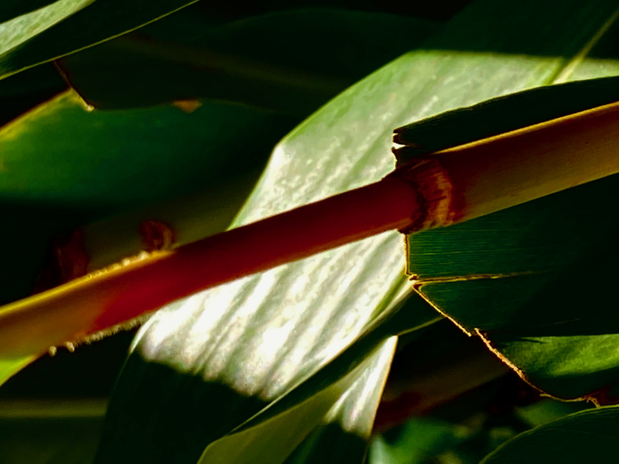 Click here to view noites da Floresta by Silvana LaCreta Ravena