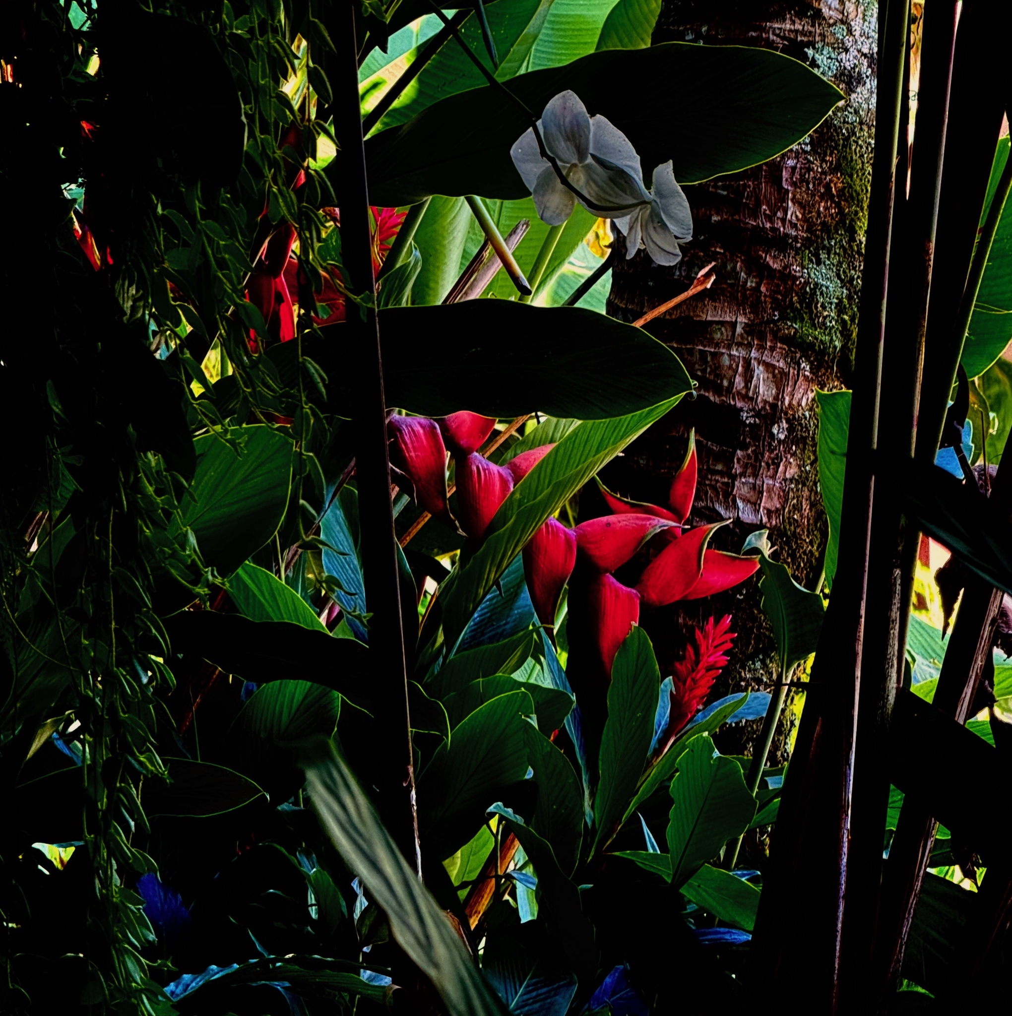 Noites da Floresta by Silvana LaCreta Ravena