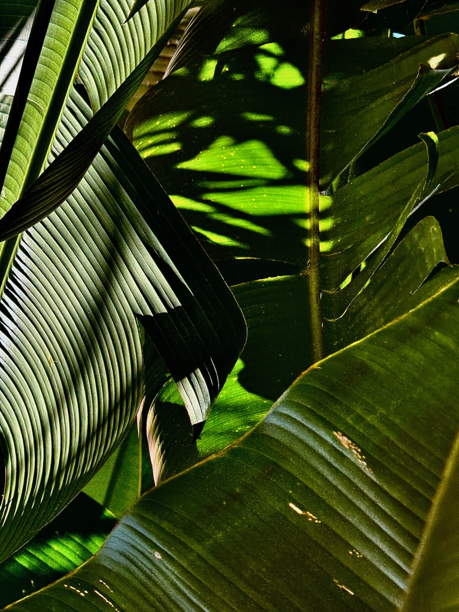 Click here to view Noites da Floresta by Silvana LaCreta Ravena