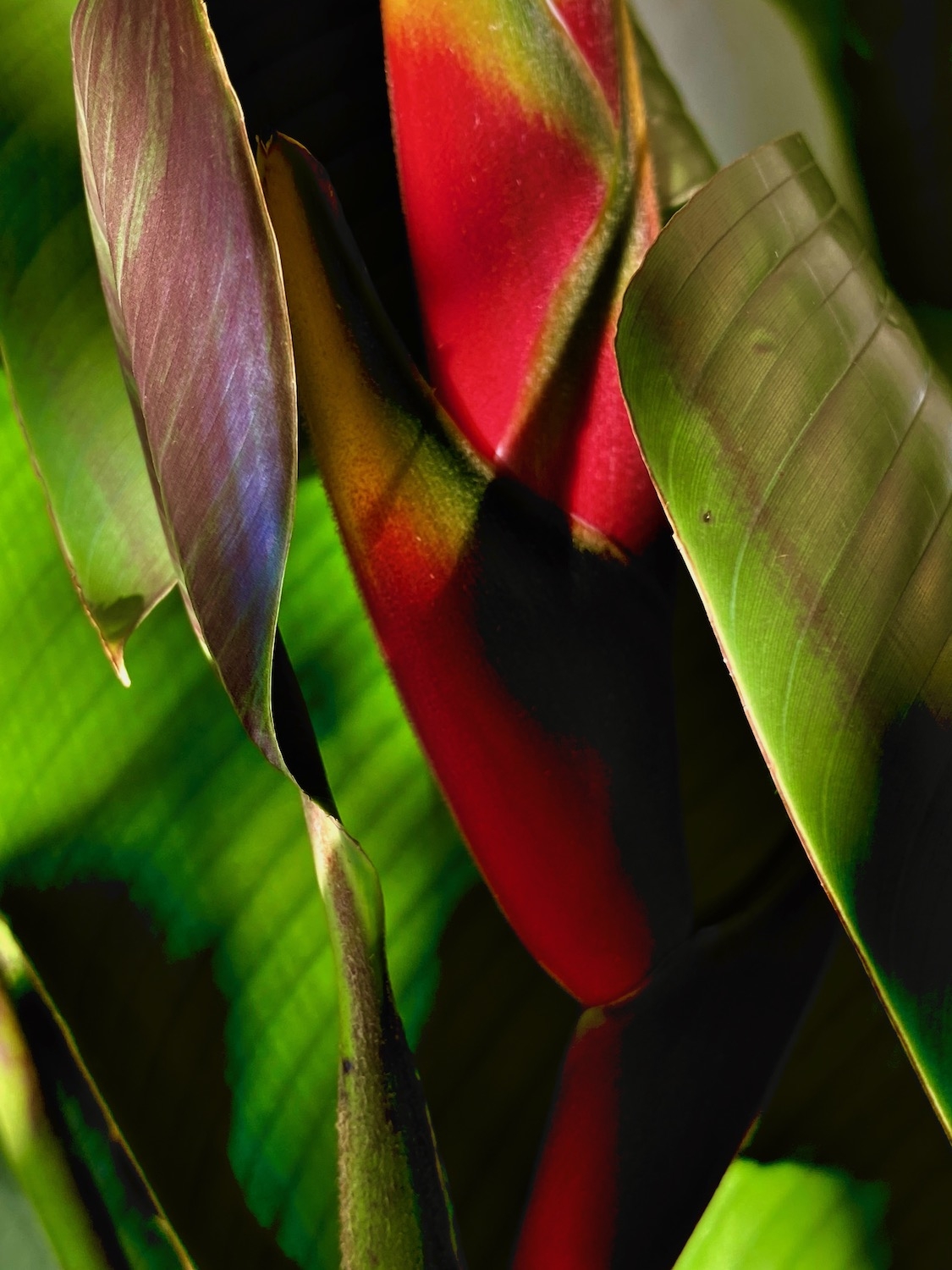 Click here to view  Noites da Floresta by Silvana LaCreta Ravena