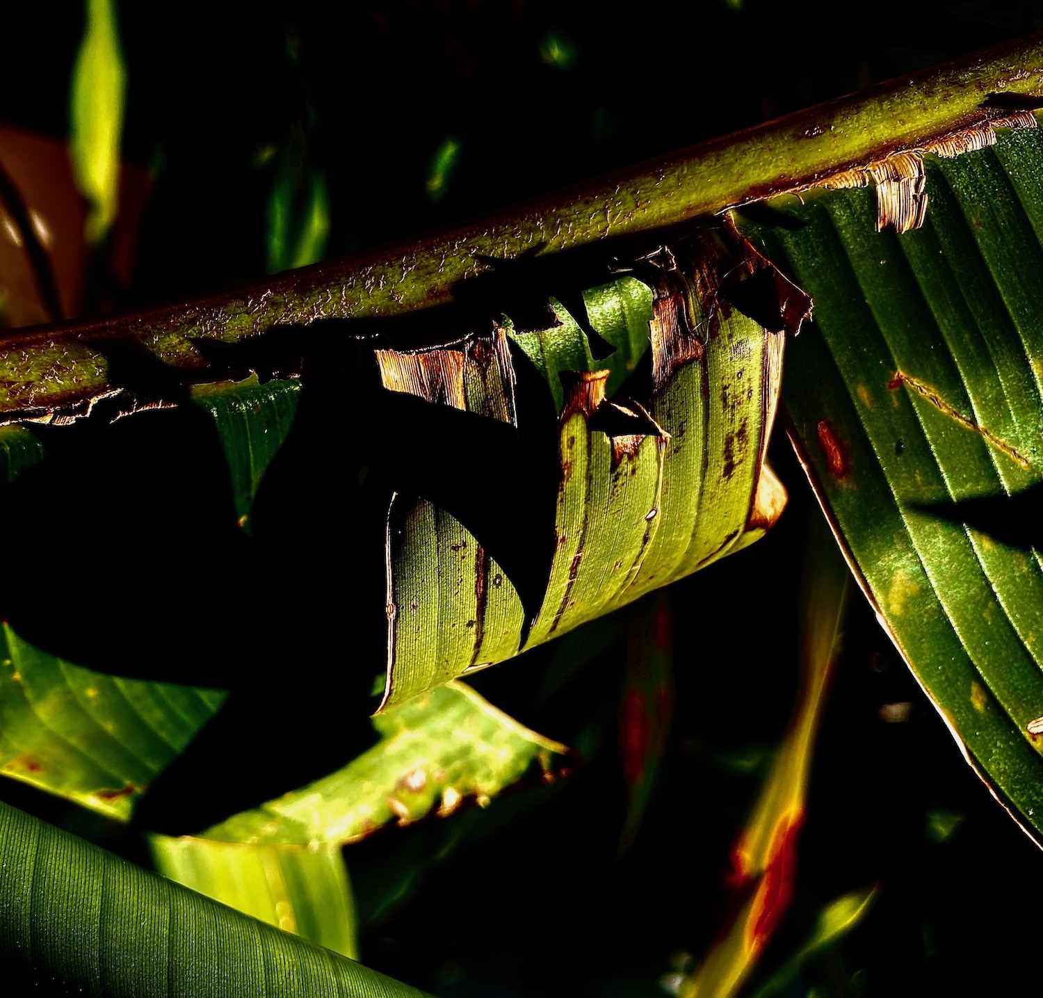 Click here to view  Noites da Floresta by Silvana LaCreta Ravena