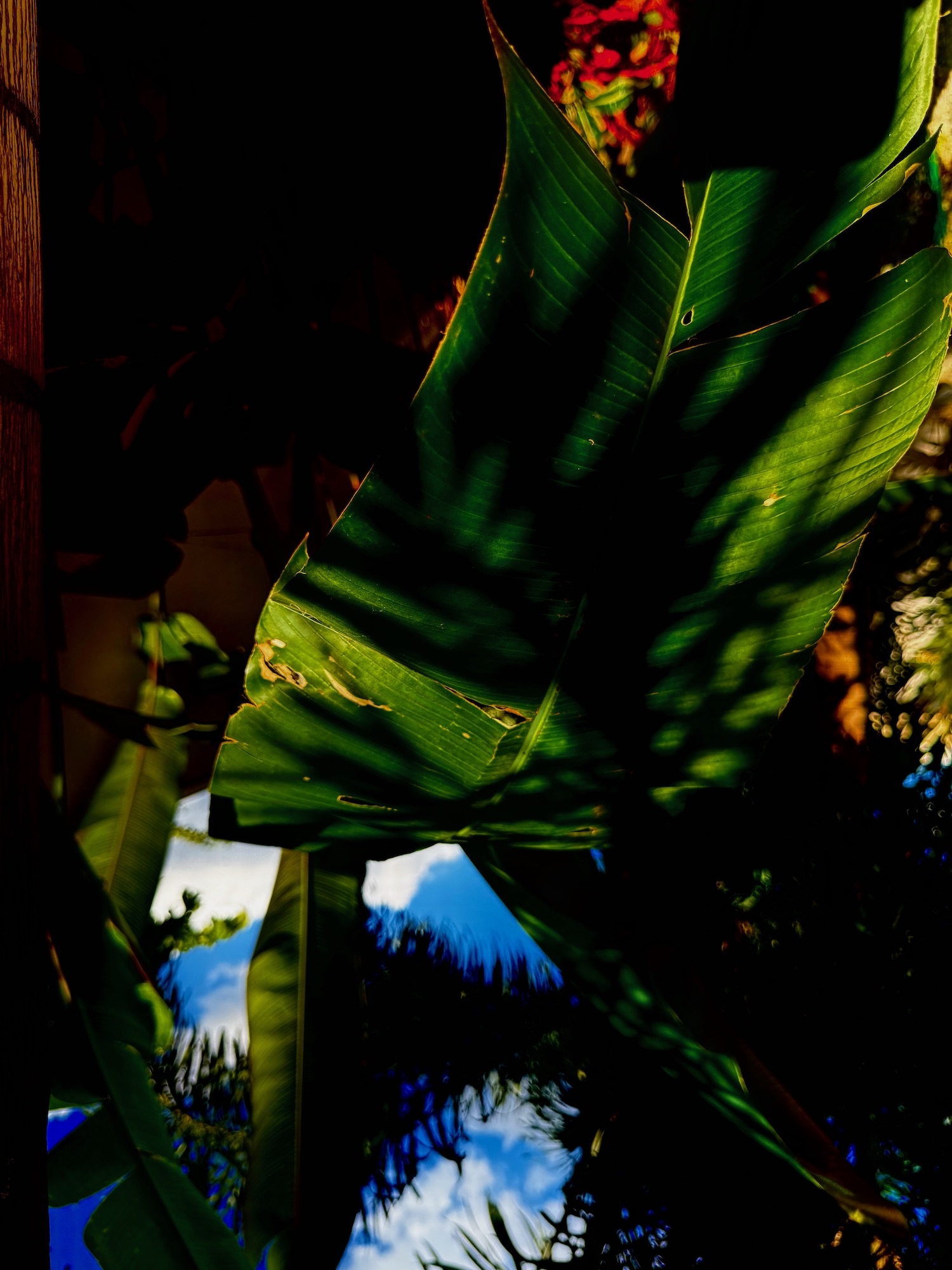 Noites da Floresta by Silvana LaCreta Ravena